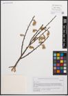 Foto von Salix cinerea L.